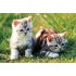 Loveable Kittens